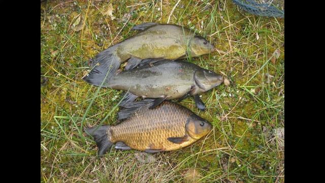 Фото коллаж разных рыбалок за много лет. My fishing смотреть онлайн