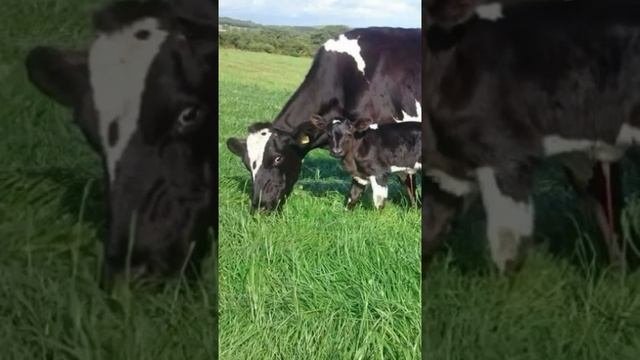 Introduction to sisters in wellies, 200 dairy herd смотреть онлайн