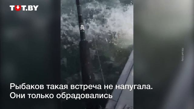 Огромная белая акула подобралась вплотную к лодке смотреть онлайн