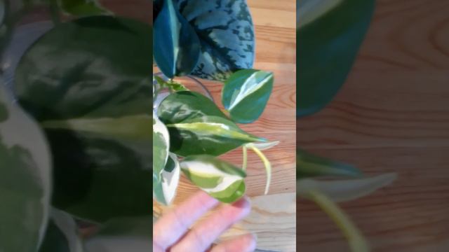 растения на продажу смотреть онлайн