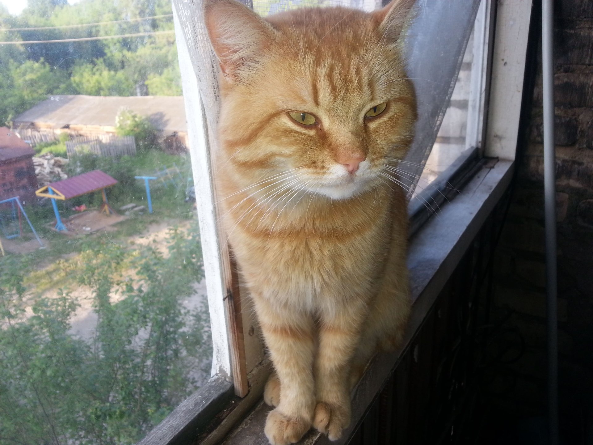 Рыжий друг смотреть онлайн