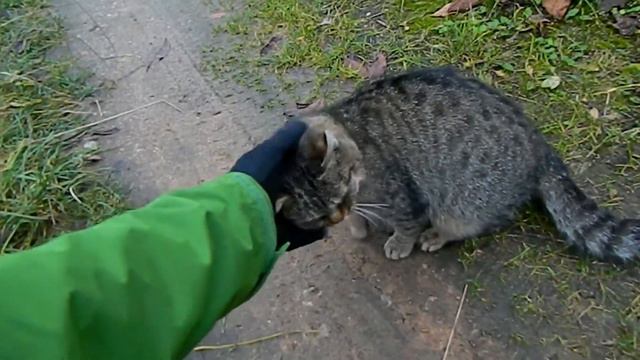 коты дачные, обычные, просящие ) смотреть онлайн
