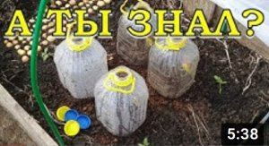 Сеем ТОМАТЫ на рассаду в теплице???