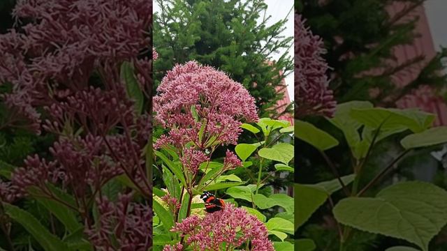 Чей посконник? смотреть онлайн