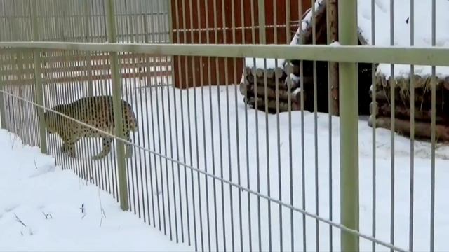 Леопард Хасан с удовольствием гуляет по снегу ??? ПАРК ЗЕМЛЯ ПРАЙДА ? смотреть онлайн