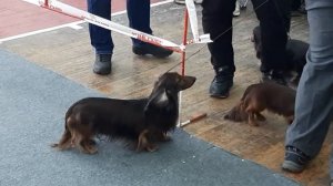 Лучше таксы может быть только "много такс".Выставка собак