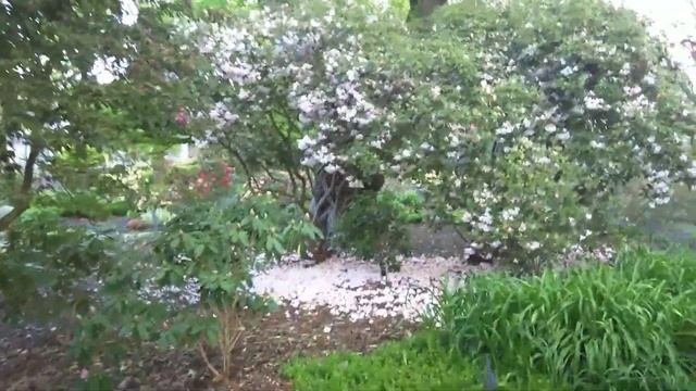 Сад рододендронов у Оленьего озера, г. Бёрнаби, Британская Колумбия, Канада. смотреть онлайн