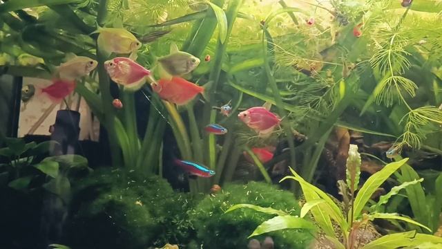 Красивый Заросший Аквариум? смотреть онлайн