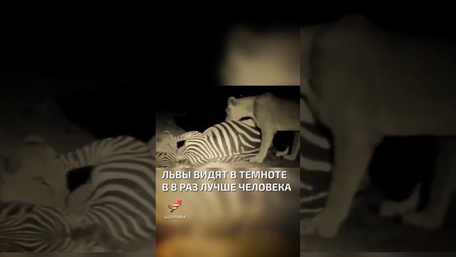 Львы плохо различают цвета - факты о львах смотреть онлайн