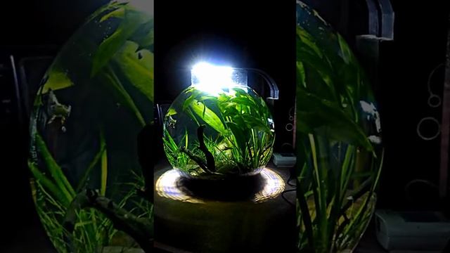 Planted Globe Aquarium смотреть онлайн