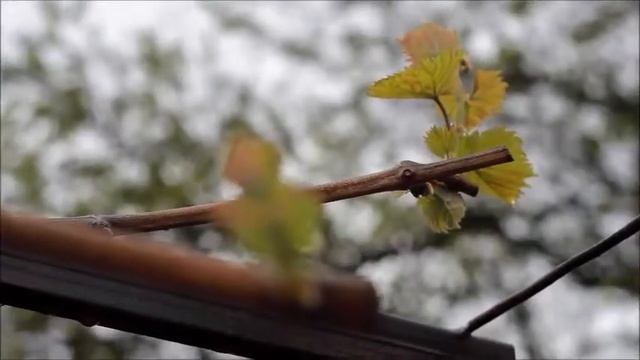 Кисляковская, любовь моя