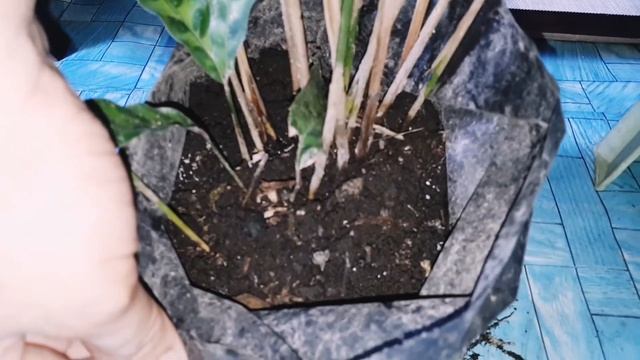 Plant care tips feat. Calathea Lancifolia or the Rattle Snake Plant смотреть онлайн