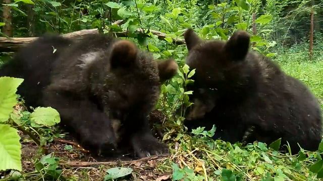 В ПОИСКАХ МЕДВЕЖЬИХ "ВКУСНЯШЕК" смотреть онлайн