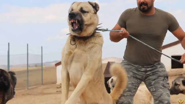 САМЫЕ МОЩНЫЕ ПОРОДЫ СОБАК - ТОП 10 смотреть онлайн