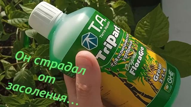 Перец Naga 8 марта. смотреть онлайн