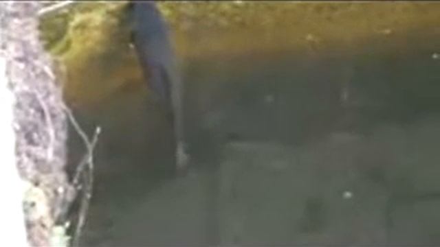 Рыбалка на заводе RRR ч.2_mpeg4_xvid.avi смотреть онлайн