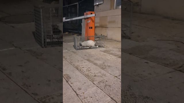 ОТЛОВ НА ЛЕЧЕНИЕ УЛИЧНОГО КОТА לכידה של חתול חולה смотреть онлайн