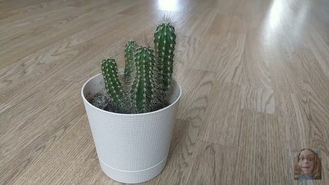 Просто кактус смотреть онлайн