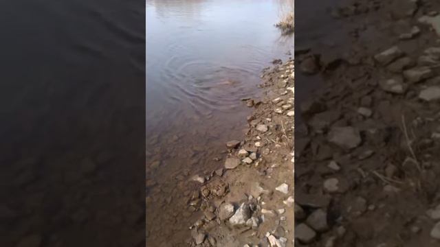 Таймень Красноярском крае смотреть онлайн