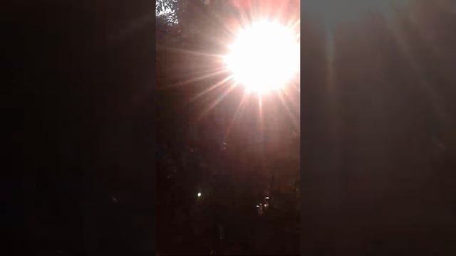 Koleksi anturium. смотреть онлайн