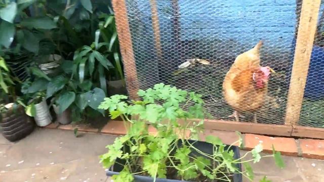 Como Fazer Mudas De Citronela Muito Fácil. смотреть онлайн