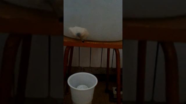 Перегон пшеничной браги