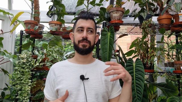 Look At How The Philodendron Splendid Bounced Back