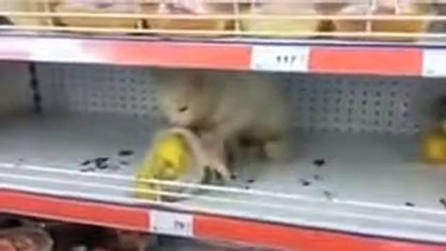 Кот пробрался в Магнит! ПРИКОЛ! Ржака! ахахах смотреть онлайн