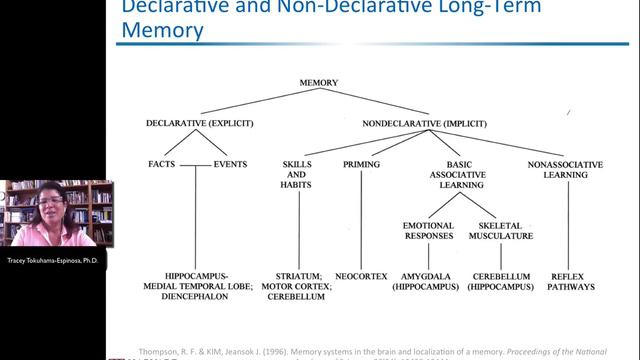 Memory (Learning = Memory + Attention) Part 1 by Tracey Tokuhama-Espinosa, Ph.D. смотреть онлайн