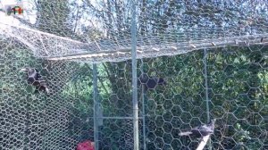 Ловушка для ворон