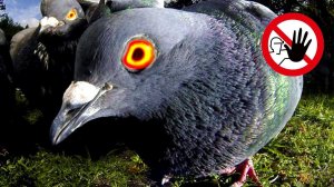 Не в коем случае не трогайте ГОЛУБЕЙ иначе...