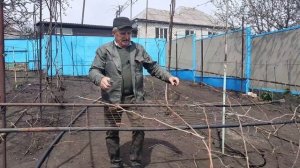 Как я формирую виноградный куст на арку высоким штамбом