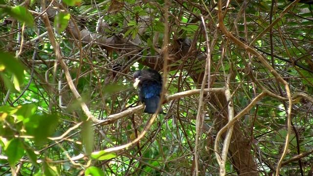 Black headed Trogon (Trogon melanocephalus). смотреть онлайн