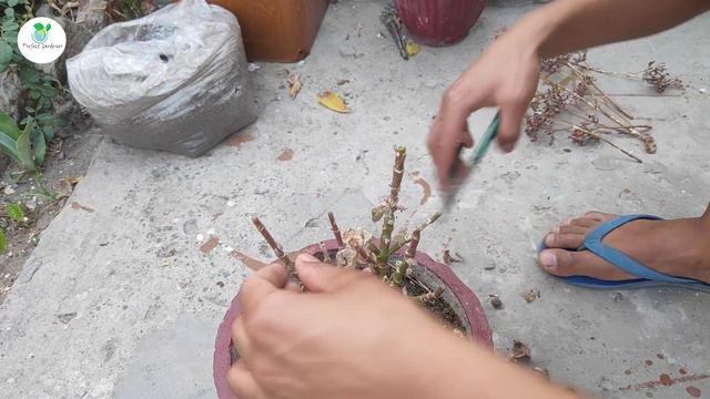 #kalanchoe saving a dying kalanchoe plant смотреть онлайн