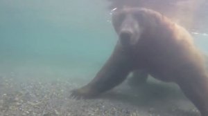 Как медведь ловит рыбу - съемки под водой