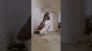 Иранские бойные высоколетные голуби Хасана Халили, Иран г. Горган | Iranian highflying pigeons