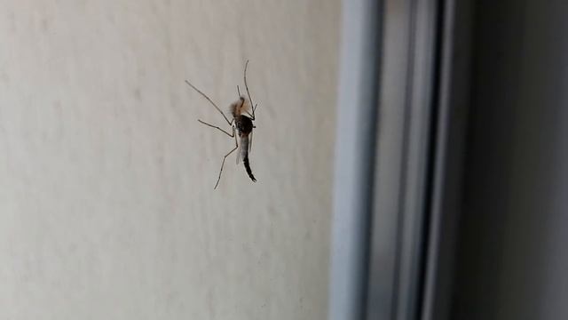 Мотыль.От личинки до комара. Комар под микроскопом. (Chironomidae,Bloodworms,Chironomus) смотреть онлайн