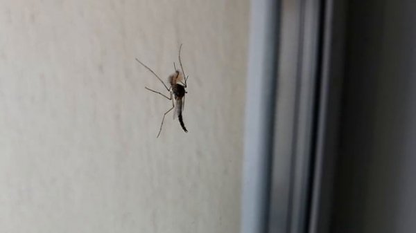 Мотыль.От личинки до комара. Комар под микроскопом. (Chironomidae,Bloodworms,Chironomus)