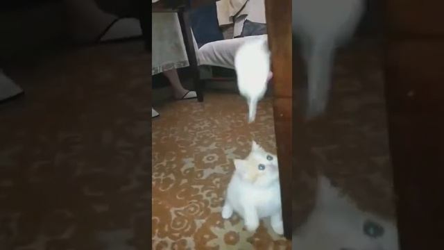 Экзотическая кошка все о породе интересные факты !!!! смотреть онлайн