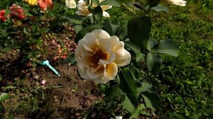 РОЗЫ - редкого и уникального ЗОЛОТОГО ОТТЕНКА.  Роза Эвентайл д`Ор и Амнезия.