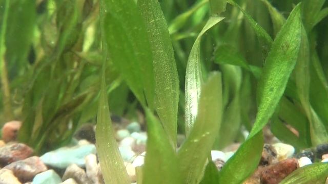 Валлиснерия (Vallisneria) | содержание в аквариуме. смотреть онлайн