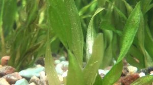 Валлиснерия (Vallisneria) | содержание в аквариуме.