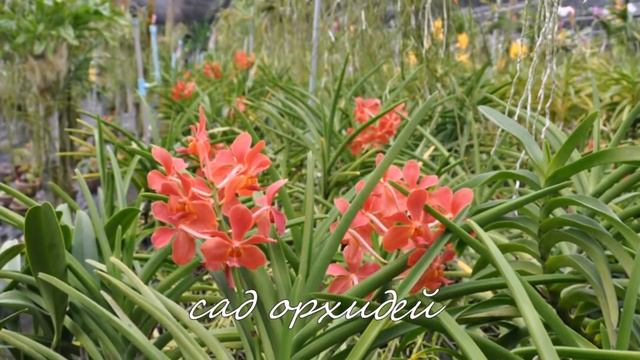 Достопримечательности Пхукета смотреть онлайн