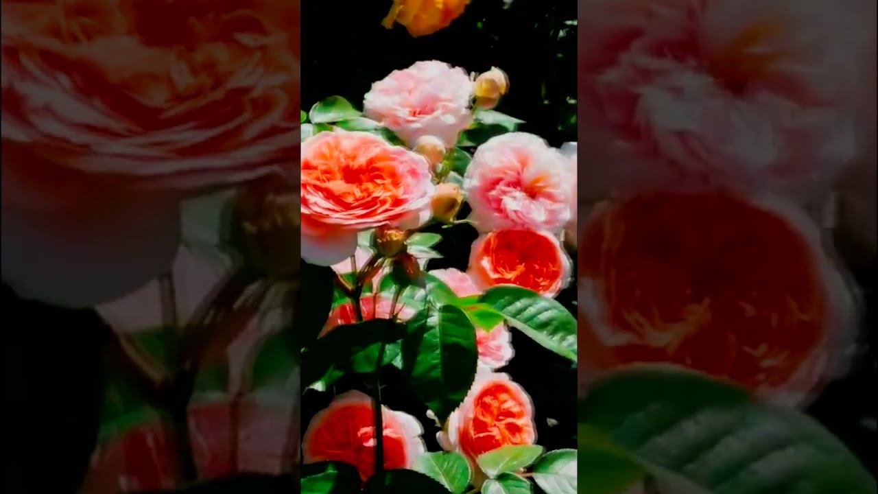 Роза Джульетта Juliet шедевр Дэвида Остина смотреть онлайн