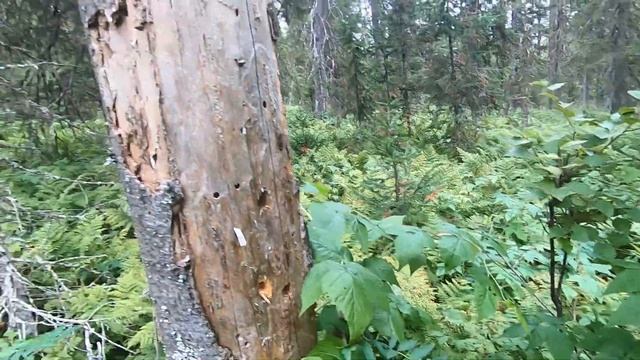 В тайгу на 4 дня. Кишкотряс и темнота. Часть1. смотреть онлайн
