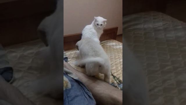 Лабрадор Долли смотреть онлайн