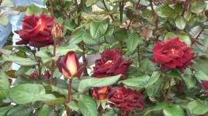 Роза Эдди Митчелл (Eddy Mitchell)