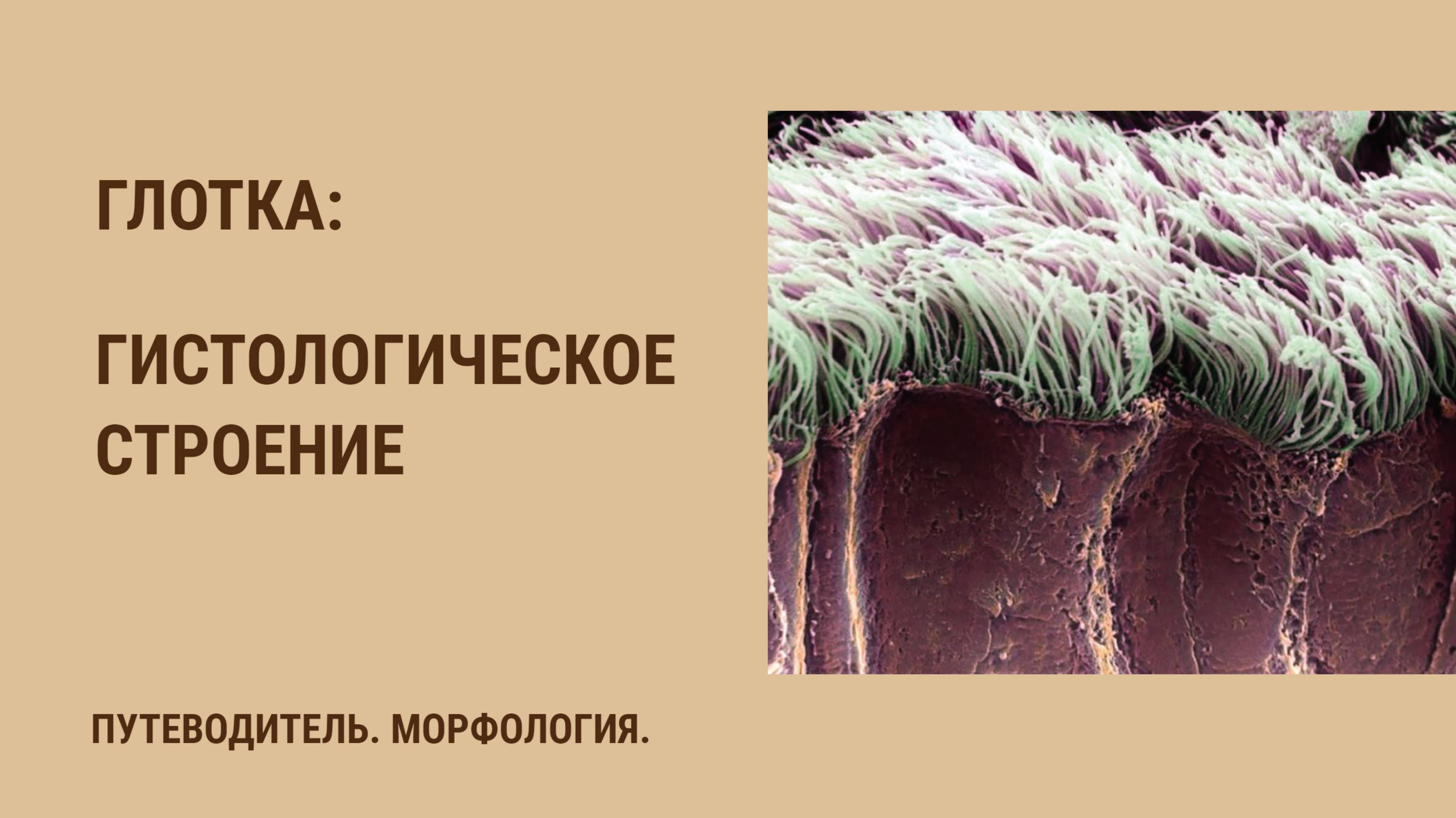 Глотка. Гистологическое строение смотреть онлайн