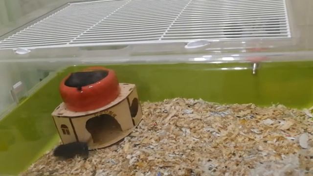 Монгольская песчанка мама с детёнышами