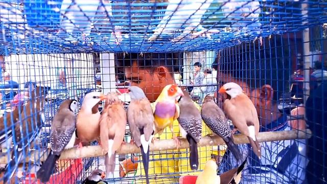 RECENT WEEK ALL EXOTIC BIRD PRICE KOLKATA ! GALIFF STREET CHEAPEST BIRD MARKET !BIRD PRICE UPDATE смотреть онлайн